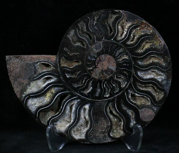 Black Ammonite (Half) - Rare Coloration #23915